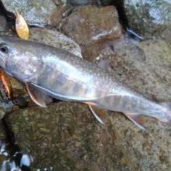 梅雨の晴れ間にイワナ釣り